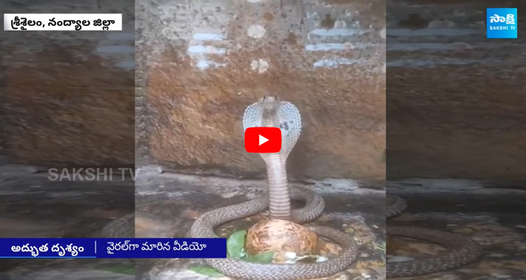 King Cobra Snake Spotted at Shiva Lingam in Srisailam