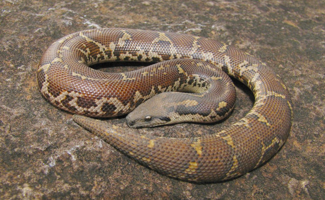 Top 10 Non-Venomous Snakes In India - Sakshi
