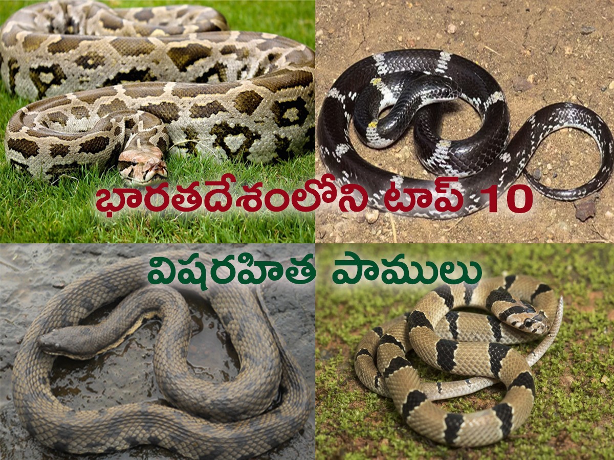 Top 10 Non-Venomous Snakes In India - Sakshi