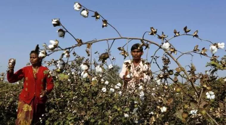  farmers Losses cotton Crop - Sakshi