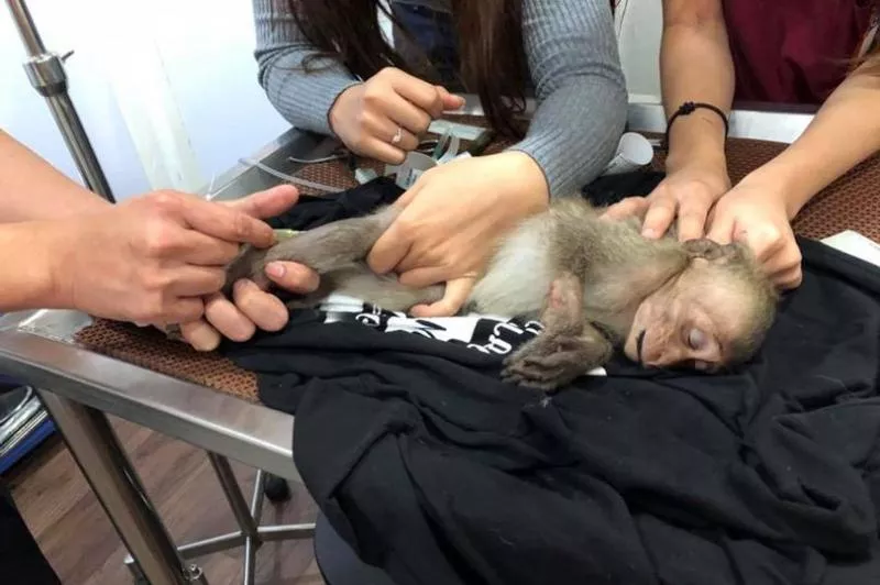 Baby monkey passes out for 10 hours from caffeine overdose after stealing tourist's strong coffee - Sakshi