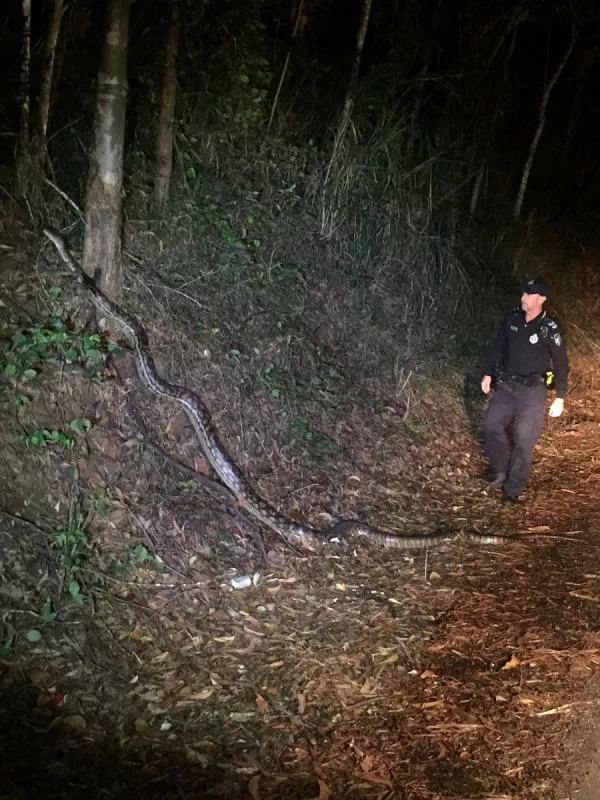 Queensland police python photo gains internet fame - Sakshi