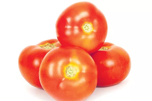 Horticulture department to increase consumption of tomatoes - Sakshi