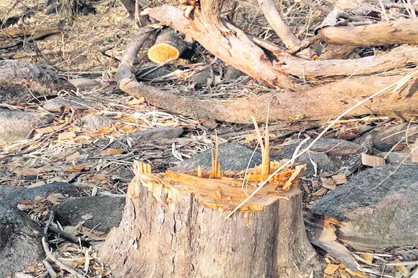 Deforestion in adilabad district - Sakshi