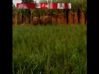 Elephants destroy paddy fields in srikalulam dist - Sakshi