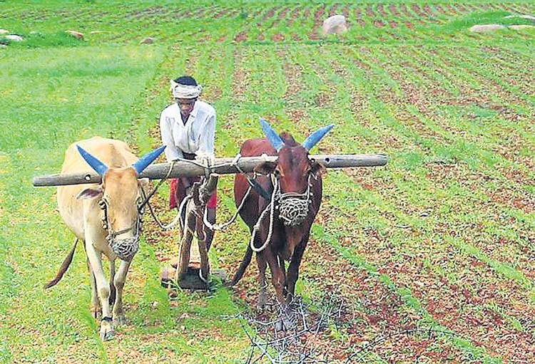 Climate change may reduce farm incomes by up to 25%: Economic Survey - Sakshi