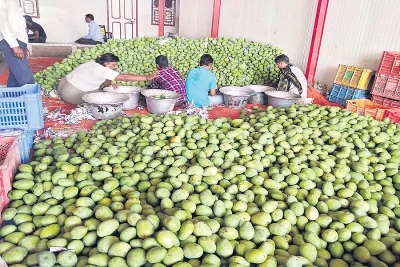 Heavily increased prices of Mango with Yield loss - Sakshi