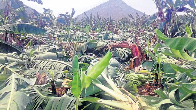 Unseasonal Rains Ruin Crops Across Rayalaseema - Sakshi