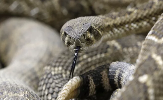 Chinese Woman Dies With Online Delivered Poisonous Snake - Sakshi