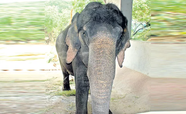 Elephant Rajani Ready For Bonalu Festival In Hyderabad - Sakshi