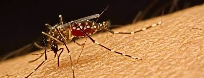 Release Of Special Mosquitos Halts Dengue Fever Outbreak - Sakshi