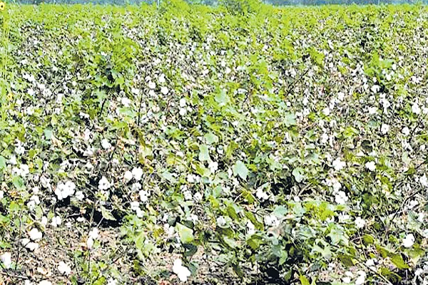 Department of Agriculture neglecting cotton crops  - Sakshi