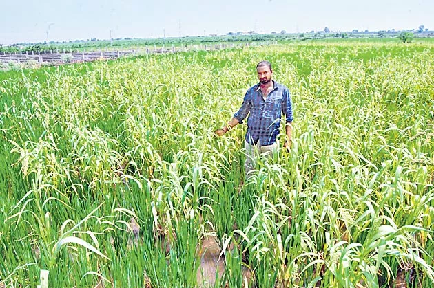 Reduced weed with rice cultivation - Sakshi