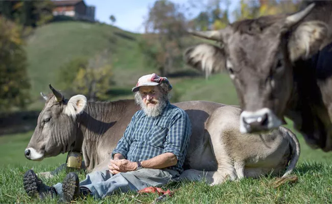 Vote On Dehorning Cows In Switzerland - Sakshi