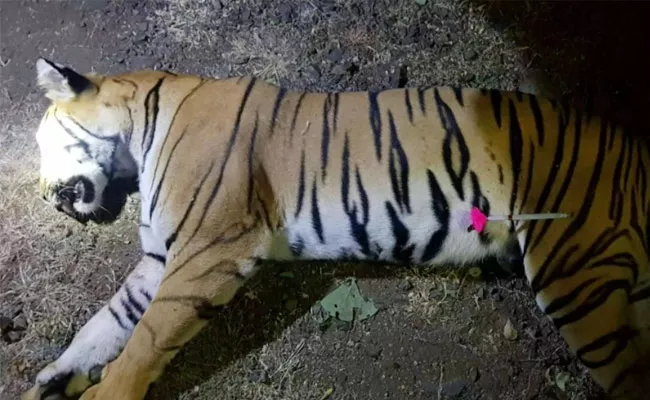 Tigress Avni Shot Dead in Maharashtra - Sakshi
