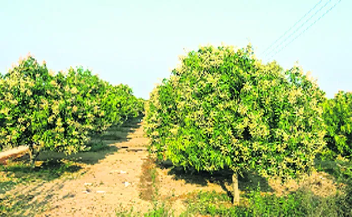Mango Farmers Get Losses In Crop In Chinnam bavi - Sakshi