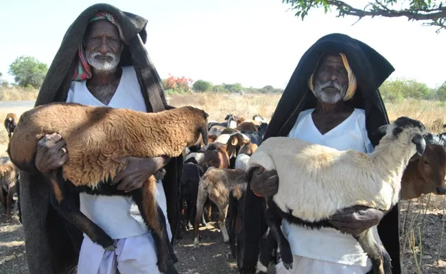 Telangana Sheeps Second Schedule Pending - Sakshi