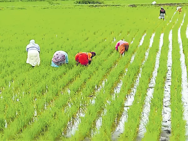 Costless cultivation with zero budget - Sakshi