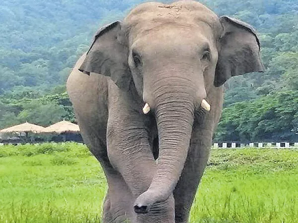 Psychological stress for Elephants - Sakshi