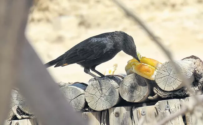 Crows love burgers and now they are getting high cholesterol - Sakshi