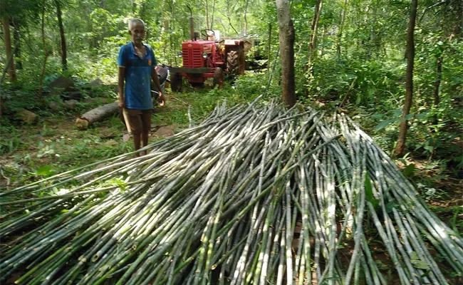 Bamboo Business Started In Nallamala Forest Becoming Irregularity  - Sakshi
