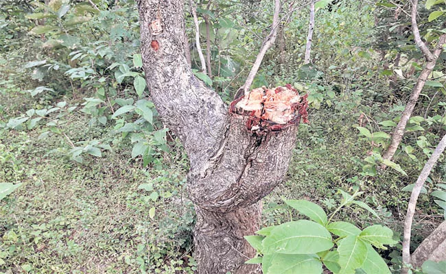 Deforestation in Medak District - Sakshi