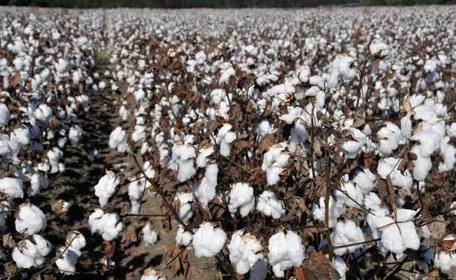 Guest Column On Cotton Crop Farmers - Sakshi