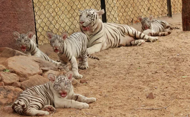 Balineni Srinivasa Reddy Attends Naming Ceremony Of White Baby Tigers Tirupati - Sakshi
