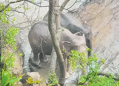 Six elephants die trying to save each other at Thai waterfall - Sakshi
