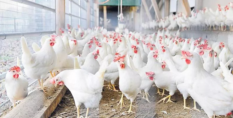 Poultry sector faces Rs 1,750 cr losses due to coronavirus - Sakshi