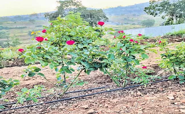 Rose Field Day 2020 Celebrations In Tamilnadu - Sakshi