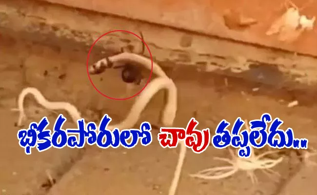 Redback Spider And Brown Snake Fight Over Life In Australia - Sakshi