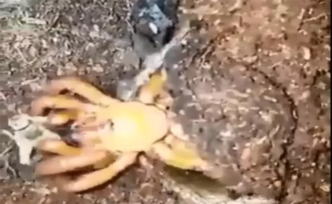 Watch Viral Video About Spider Drags Bug Into Underground - Sakshi