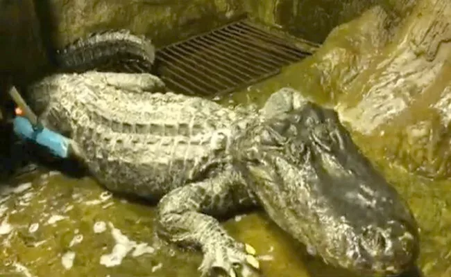 WW2 Bombing Survivor Alligator Dies In Moscow Zoo - Sakshi