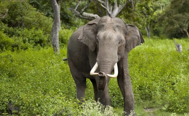 Two More Elephants De In Chhattisgarh Toll Reaches To Five  - Sakshi