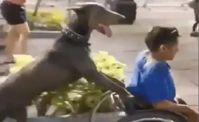 Viral: Dog Push Wheelchair In Mexico - Sakshi