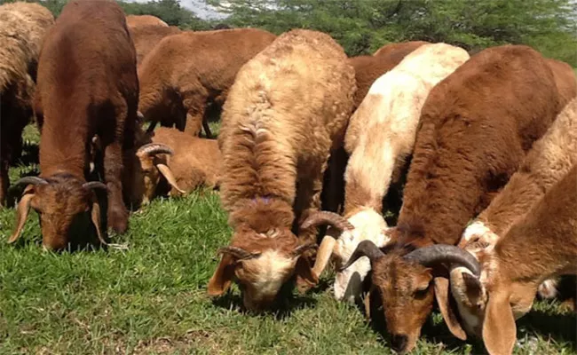 Goats And Sheep Quarantined After Shepherd Contracts coronavirus positive - Sakshi