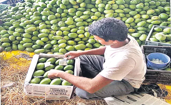 China Chemical Mixing in Mango Fruits Hyderabad Market - Sakshi