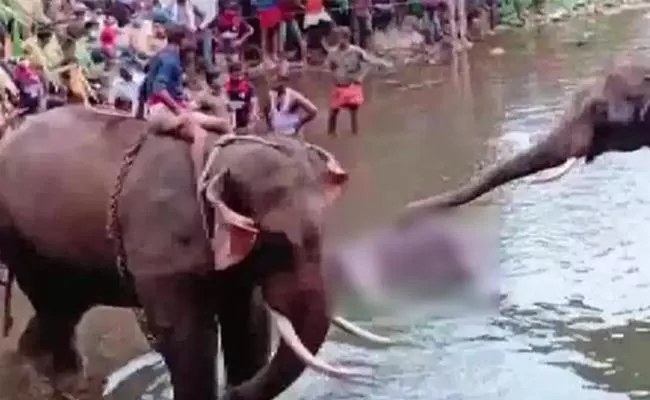 Kerala Pregnant Elephant Post Mortem Report - Sakshi
