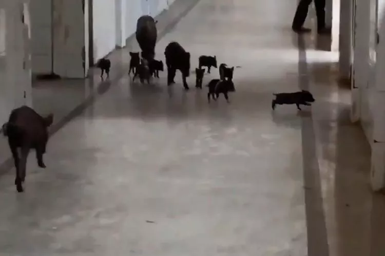 Pigs Roam Freely In Corridors Of COVID-19 Hospital - Sakshi