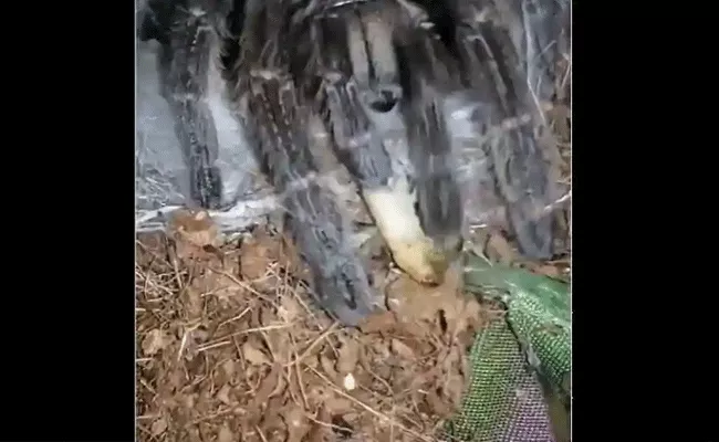 Tarantula Feeding Time Video Fascinating to Watch - Sakshi