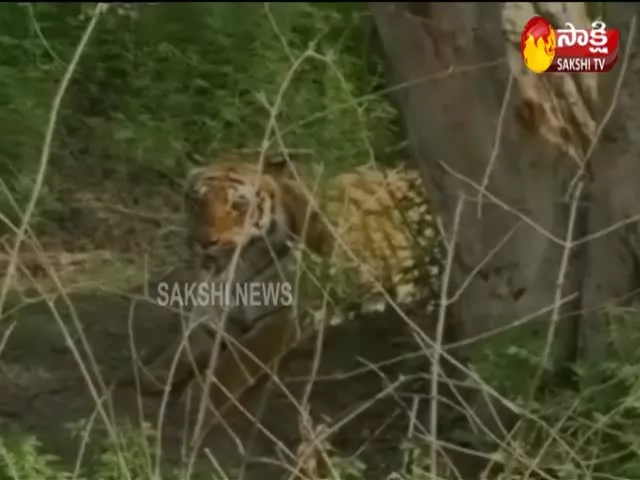 Royal Bengal tiger dies of heart failure in zoo 