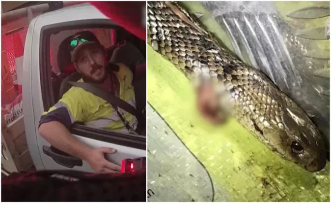 Watch Video About Australian Man Attacked By Deadly Snake While Driving - Sakshi