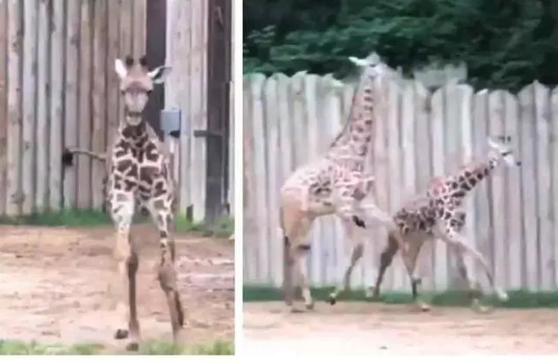 Baby Giraffe Runs Around With Elder Brother Trending - Sakshi