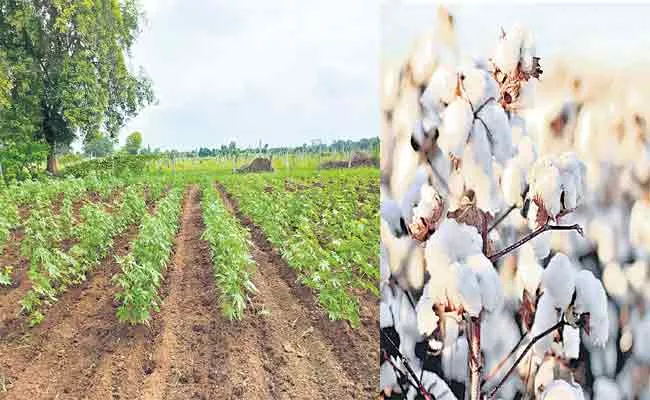 Madhya Pradesh Is Leading State In Organic Cotton Cultivation - Sakshi