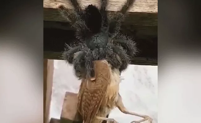 Viral Video Huge Spider Eating A Bird Is Straight Up - Sakshi