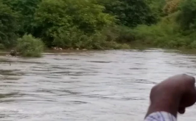 100 Goats And Sheep Were Washed Away In Bhainsa  river    - Sakshi