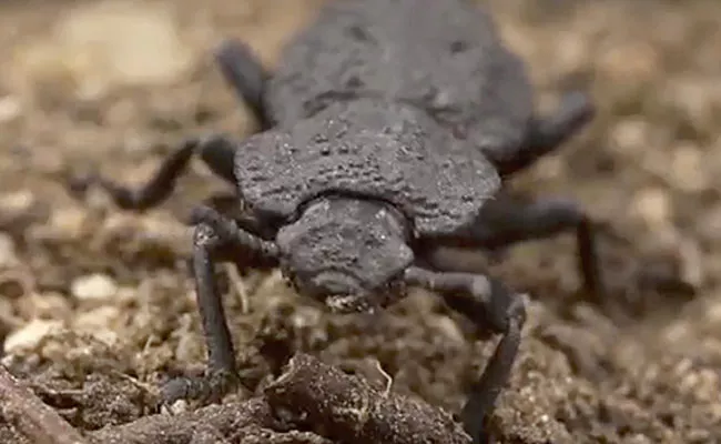 Purdue University Scientists Study On Diabolical Ironclad Beetle - Sakshi