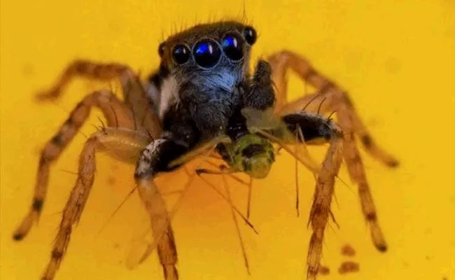 Australian Woman Spots New Spider With Vibrant Blue Face And 8 Eyes - Sakshi