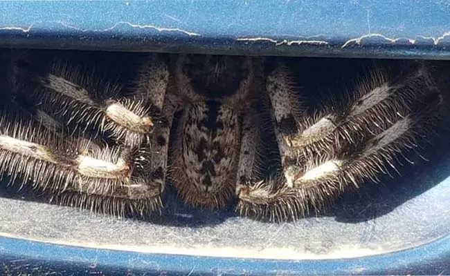 Woman finds huge spider hiding in the door handle of her car, stops driving for a week - Sakshi
